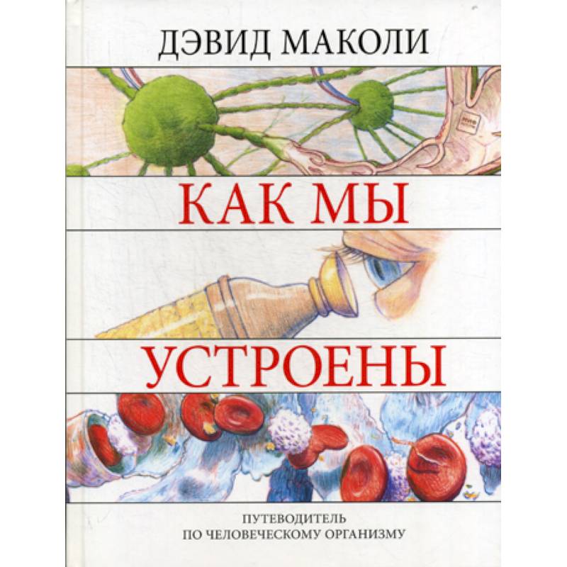 Как мы устроены Как мы устроены