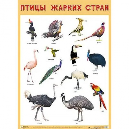 Животный и растительный мир, книга Плакат. Птицы жарких стран купить по скидке
